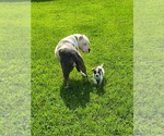 Small #5 Catahoula Leopard Dog Mix