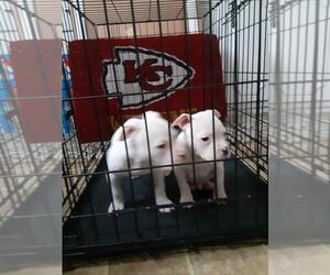 American Bully Puppy for Sale in INDEPENDENCE, Missouri USA