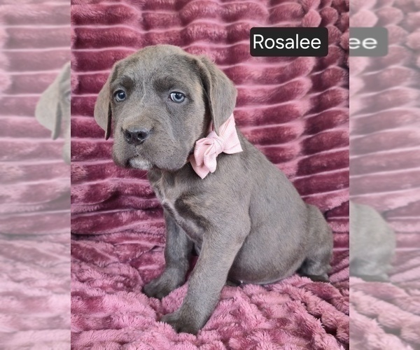Medium Photo #2 Cane Corso Puppy For Sale in MINERAL WELLS, WV, USA