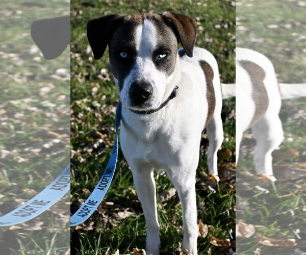 Medium Photo #2 Mutt Puppy For Sale in DuQuoin, IL, USA