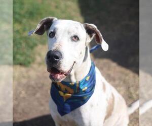Great Dane Dogs for adoption in San Antonio, TX, USA
