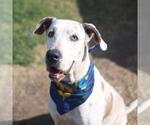Small Great Dane