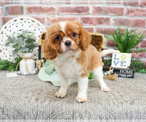 Cavalier King Charles Spaniel Puppy for sale in SYRACUSE, IN, USA
