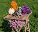 Small #5 Poodle (Toy)