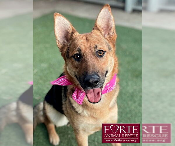 Medium Photo #1 German Shepherd Dog Puppy For Sale in Marina del Rey, CA, USA