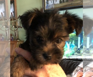 Australian Yorkshire Terrier Puppy for sale in LONDON, KY, USA