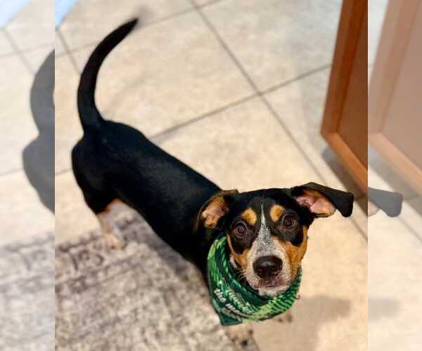 Medium Photo #17 Doxle Puppy For Sale in Dunnellon, FL, USA