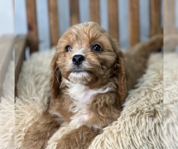 Medium Photo #3 Cavapoo Puppy For Sale in DUNDEE, OH, USA