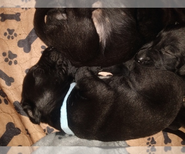 Medium Photo #18 Belgian Malinois-German Shorthaired Pointer Mix Puppy For Sale in SALINAS, CA, USA