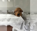 Small #6 Goldendoodle (Miniature)