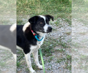 Australian Shepherd-Unknown Mix Dogs for adoption in Westwood, NJ, USA
