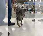 Small #10 American Pit Bull Terrier Mix
