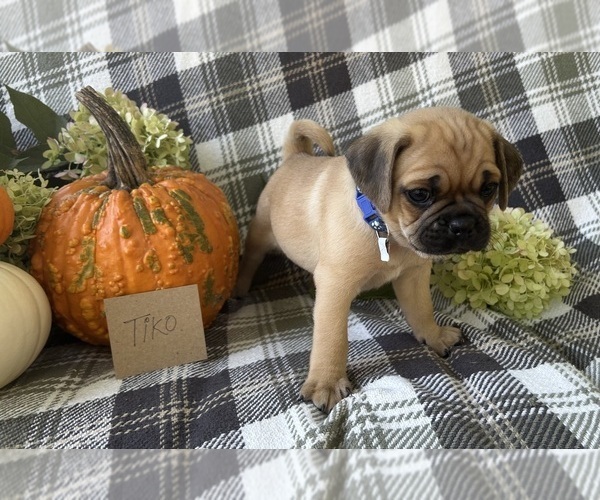 Medium Photo #1 Puggle Puppy For Sale in ELKTON, VA, USA