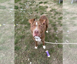 American Pit Bull Terrier Dogs for adoption in Evansville, IN, USA