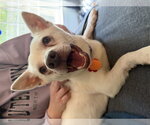 Small #4 Chihuahua Mix