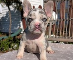Puppy Victor French Bulldog