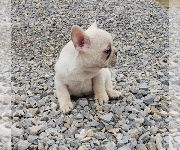 Medium Photo #6 French Bulldog Puppy For Sale in WEST PLAINS, MO, USA