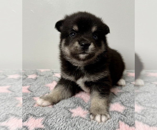 Medium Photo #30 Pomsky-Shiba Inu Mix Puppy For Sale in NASHUA, NH, USA