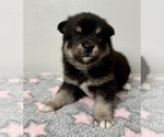 Small #2 Pomsky-Shiba Inu Mix