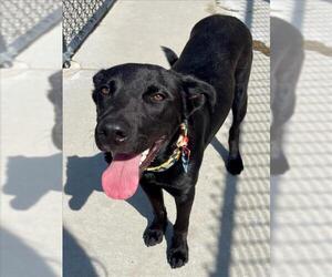 Labrador Retriever Dogs for adoption in Tulsa, OK, USA