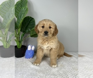 Golden Retriever Puppy for sale in FRANKLIN, IN, USA