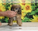Marbles - Male Poodle (Toy) Puppy for Sale - Photo #20