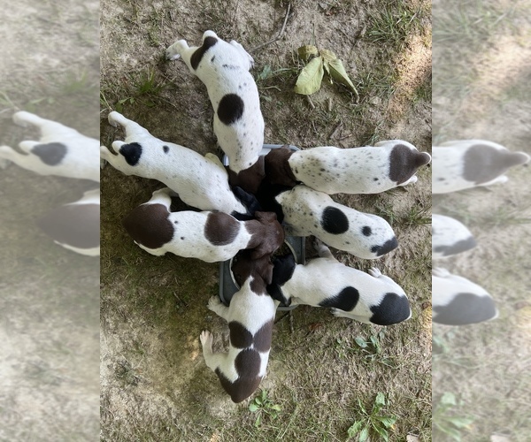 Medium Photo #1 German Shorthaired Pointer Puppy For Sale in GREENCASTLE, IN, USA