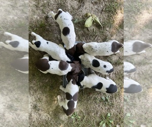 German Shorthaired Pointer Puppy for sale in GREENCASTLE, IN, USA