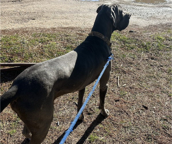 Medium Photo #1 Great Dane Puppy For Sale in HAMMOND, LA, USA