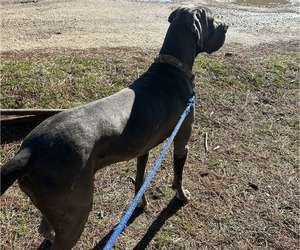 Father of the Great Dane puppies born on 07/03/2025