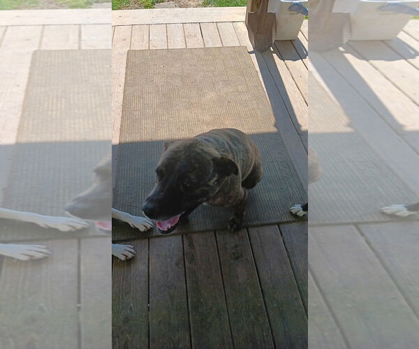 Medium Photo #2 American Pit Bull Terrier-Labrador Retriever Mix Puppy For Sale in White Bluff, TN, USA