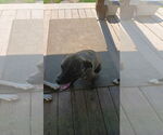 Small #1 American Pit Bull Terrier-Labrador Retriever Mix