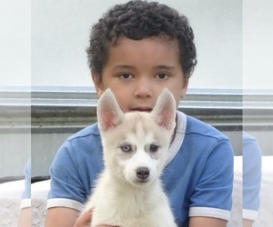 Siberian Husky Puppy for sale in DOSWELL, VA, USA