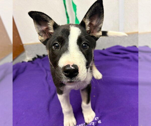Medium Photo #1 Bull Terrier-Unknown Mix Puppy For Sale in Rancho Cucamonga, CA, USA