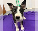 Small Bull Terrier Mix