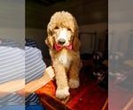 Small #7 Poodle (Standard)