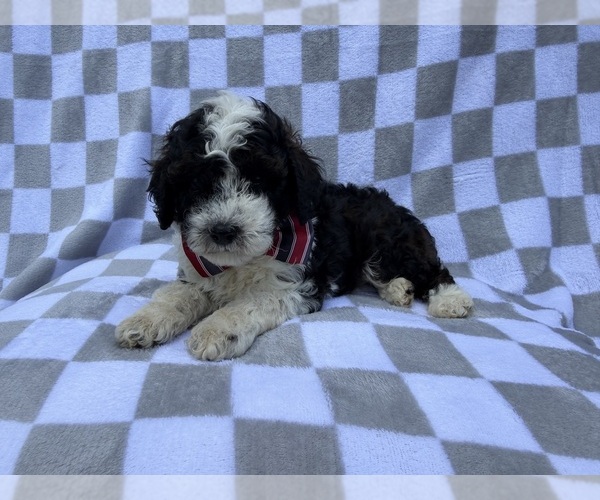 Medium Photo #3 Cockapoo (Miniature) Puppy For Sale in LAKELAND, FL, USA