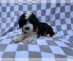 Small #2 Cockapoo (Miniature)