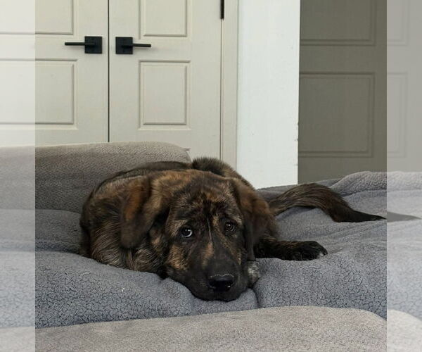 Medium Photo #2 Mastiff Puppy For Sale in Goodyear, AZ, USA