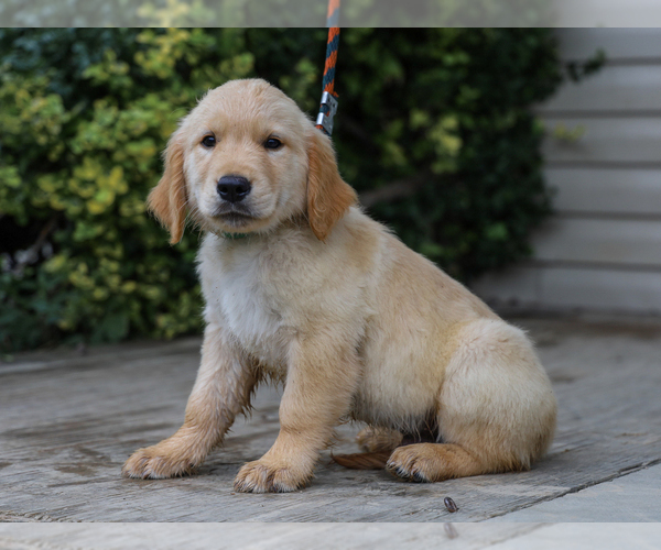 Medium Photo #4 Golden Retriever Puppy For Sale in LIBERTY, KY, USA