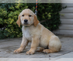 Small #3 Golden Retriever