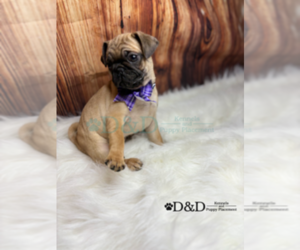 Pug Puppy for sale in RIPLEY, MS, USA
