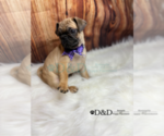 Small Photo #1 Pug Puppy For Sale in RIPLEY, MS, USA