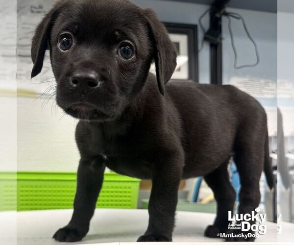 Medium Photo #2 Labrador Retriever-Unknown Mix Puppy For Sale in Washington, DC, USA