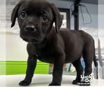 Small #1 Labrador Retriever Mix