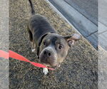Small #8 American Pit Bull Terrier Mix