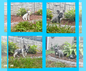 French Bulldog Litter for sale in MILLVILLE, MN, USA