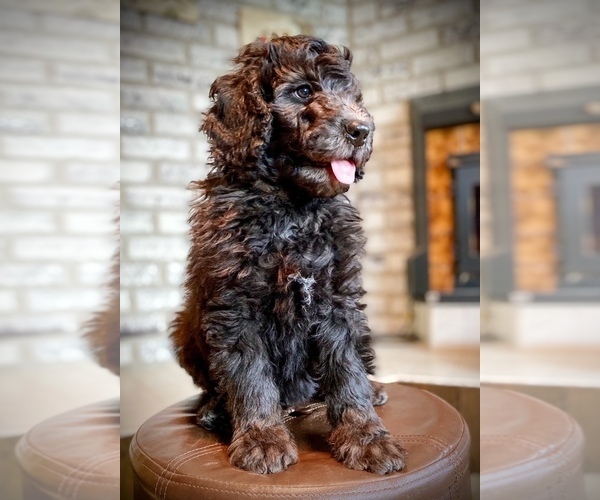 Medium Photo #1 Bernedoodle Puppy For Sale in CHEYENNE, WY, USA
