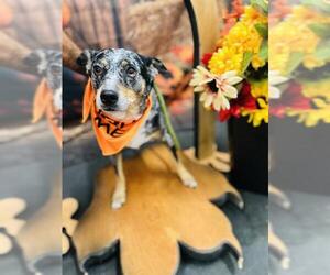 Texas Heeler Dogs for adoption in Globe, AZ, USA
