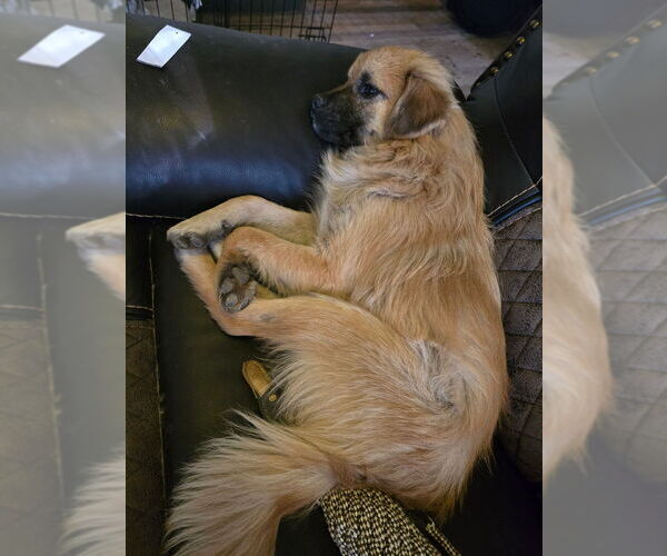 Medium Photo #2 Pomeranian-Unknown Mix Puppy For Sale in Aurora, IN, USA